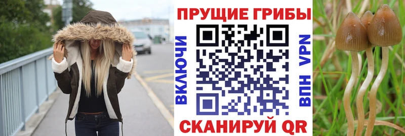 дарнет шоп  маркетплейс состав  Галлюциногенные грибы прущие грибы  Новомосковск 